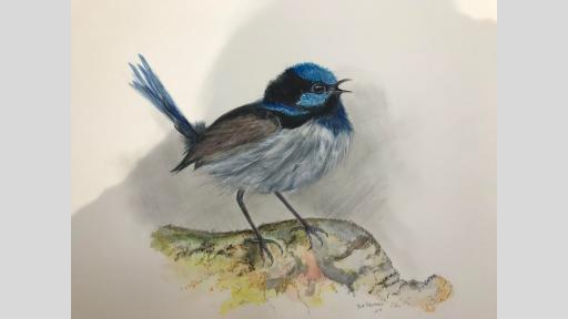 Watercolour painting of a blue wren standing on a rock.