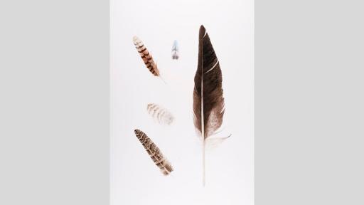 An assortment of feathers from birds of prey.