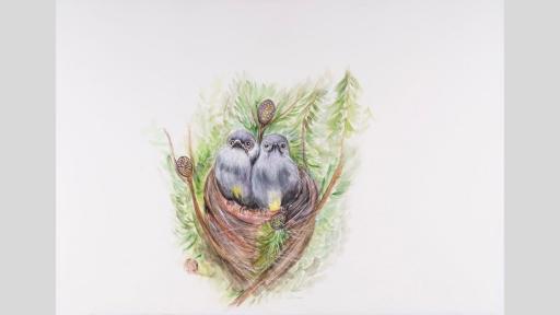 Watercolour painting of young wattle birds sitting in a nest.