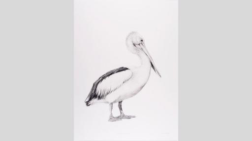 Pencil drawing of a pelican.