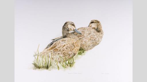 Watercolour painting of two pacific black ducks.