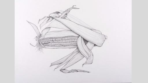Pencil drawing of a corn cob. It is partially unwrapped from its leaves.