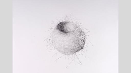 Pencil drawing of a ball-like birds nest.