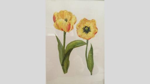 Watercolour painting of two tulips in bloom.