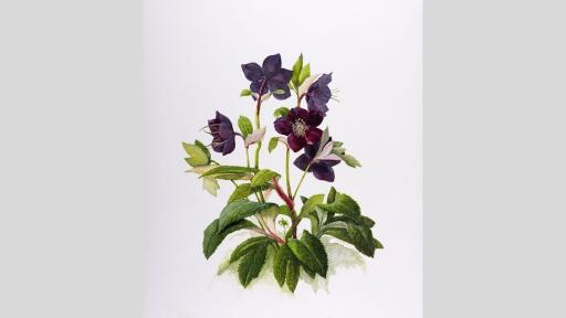 Watercolour painting of a hellebore plant in flower.