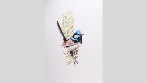Watercolour painting of a blue wren standing on a small branch.