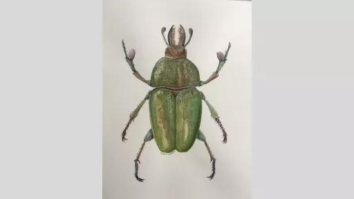 Watercolour painting of a green and gold stag beetle.