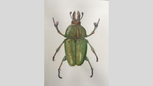 Watercolour painting of a green and gold stag beetle.