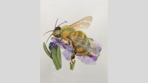 Watercolour painting of of a bee resting on an iris flower.
