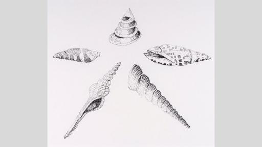 Ink drawing of shells laid out in a star formation.