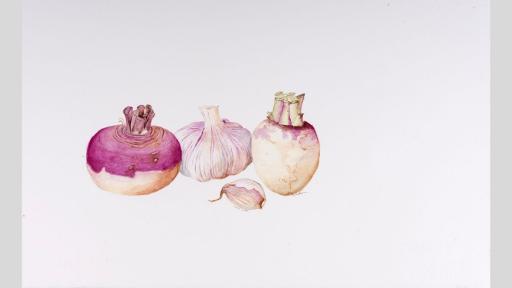 Watercolour painting of two turnips without their leaves, and a bulb of garlic.
