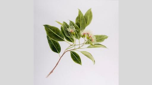 Flowers and leaves of a eucalyptus.