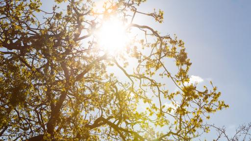 Sun shining through a tree