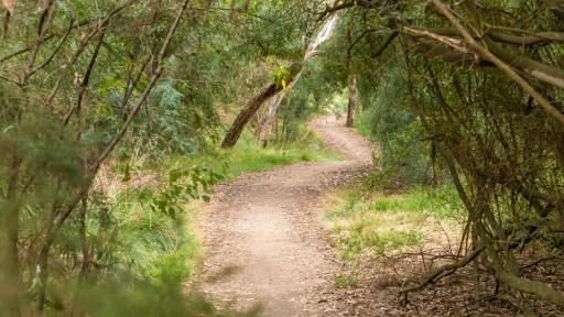 A bush path along the Wurundjeri Heritage Trail