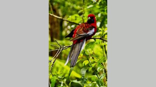 Photo by Mona Khosravi of a red, black and blue rainbow lorikeet sitting on a branch in foliage