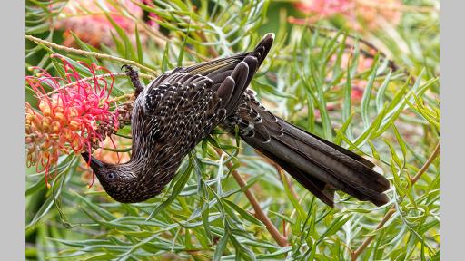 Photo by John Manger of a brown and white wattlebird hanging upside down on a plant to eat a native flower