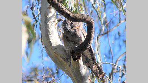Photo by Leila Nader of a tawny frogmouth owl in a tree resting at the joint of two branches