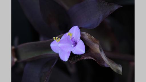 Photo by Elliott Nikitins of two small purple flowers up close amongst dark leaves