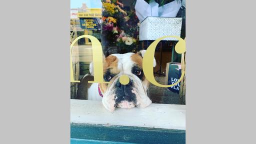 Photo by Natalie Codling of a bulldog looking out from a shop window with it's nose near the glass