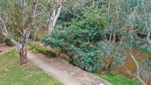 Looking down on a section of the Yarra River showing the trees and plants along the rivers edge