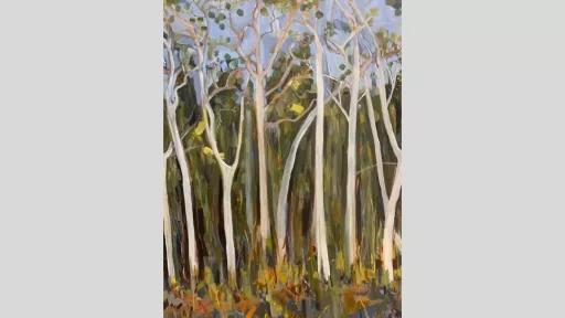 A forest of tall trees with white trunks and thin green foliage