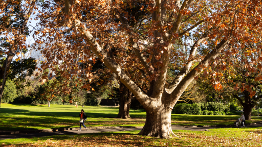A large tree with red and brown coloured Autumn leaves, in a large open green park
