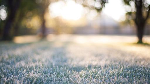 A cold winter morning with grass covered in frost and light filtering through trees.
