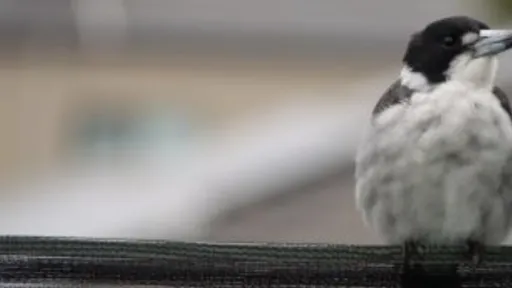 A burd with a black face and white chest sitting on a fence,