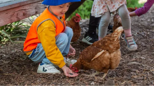 Small children feed chickens