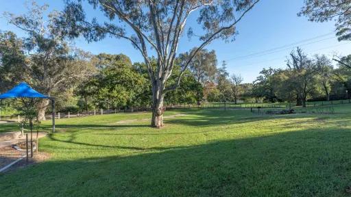 Grass area with a slight right-to-left slope and a single tall tree in the middle. There is a blue umbrella to the left and mature trees on the other side of a fence.