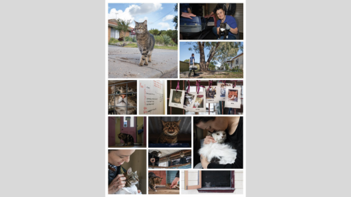 Collage of a tabby cat in a cage, being petted, outside a house and being fed by hand