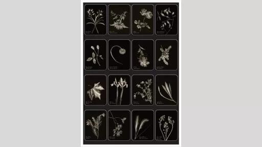 Silver portraits of plants and leaves against a black velvet backdrop