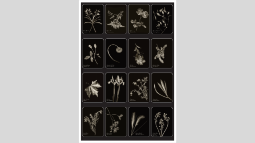 Silver portraits of plants and leaves against a black velvet backdrop