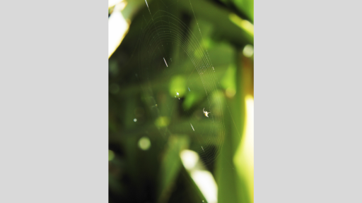 Close-up of round spider web containing a small spider, with blurred greenery in the background.