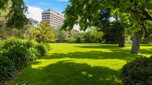 Grass area with large trees on the right and and a thick garden of plants on the left. There are shadows are on the grass and a multi-storey building in the distance.