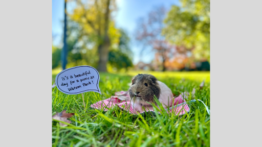 Guinea pig sitting on small blanket in a grass area. A cardboard caption read 'It's a beautiful day for a picnic at Watson Park!'
