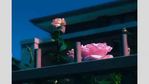 Close-up of tall pink rose and smaller pink rose behind a fence. Part of a house is visible in the background.