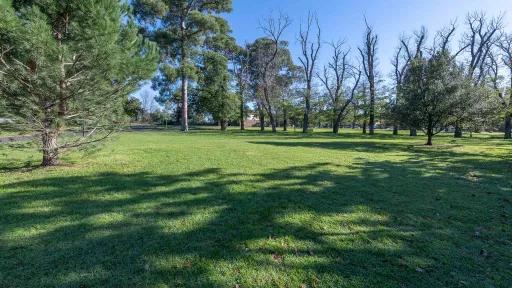 Grass area in sunshine with line of bare trees to the far right and leafy trees to the far left. There is a small tree to the near left and tree shadows across the grass.