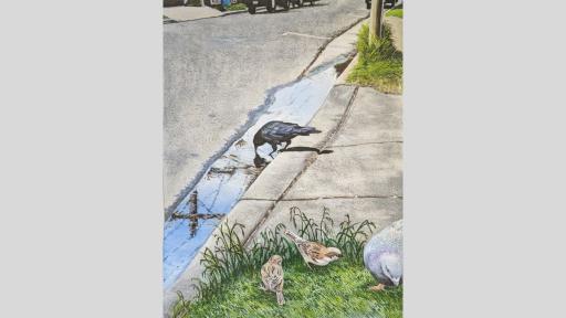 Gouache, watercolour, and pastel piece of a black bird such as a crow or currawong drinking from water that’s collected on a curb side at the end of a driveway. The scene is in colour and daytime, with two finches and a pigeon in the right bottom corner of the painting on the front lawn. Power lines are reflected in the pool of water the black bird is drinking from.