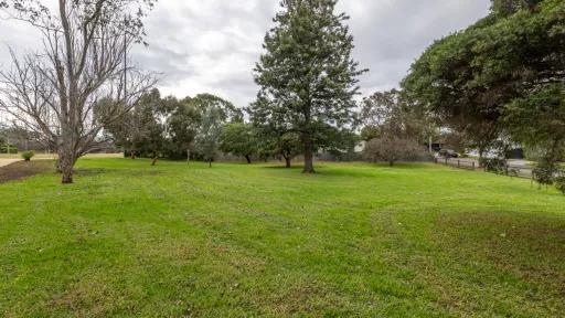 Grass area with tall leafy tree in the centre and tall bare tree to the left. There is a road to the right and a line of trees in the background.