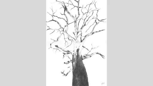 Black and white drawing of a tree. The perspective is from the ground looking up at the tree. The tree has no leaves, the branches resemble cracked, dry, earth, and the bark has peeled off towards the top half of the tree.
