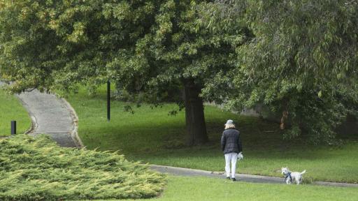 A green park with a concrete path winding from left to right. A person and a small white dog are walking along the path