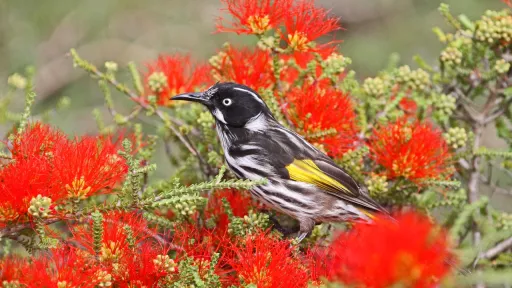 New Holland honey eater bird sitting in a native bush
