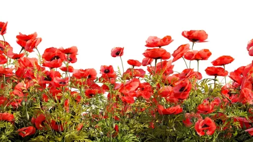 field of poppies