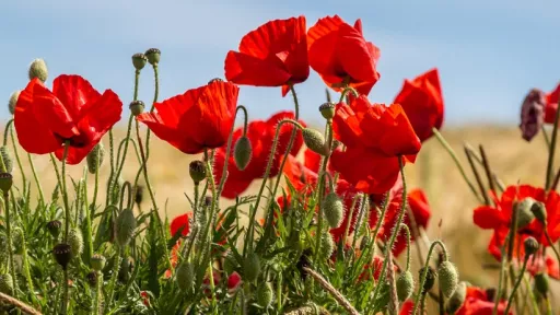 Field of poppies