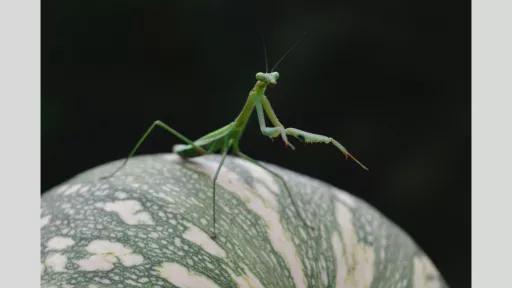 A close-up shot of a green praying mantis perched on a patterned pumpkin. The mantis's delicate features and long legs are highlighted against the dark, blurred background, emphasizing the insect's intricate details.
