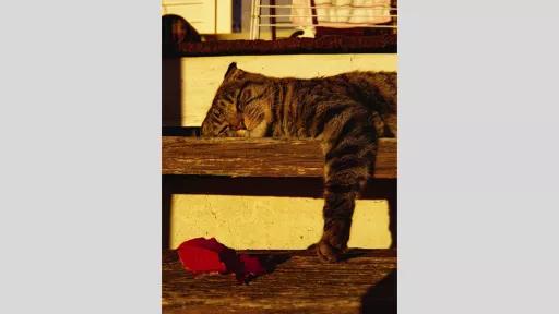 A cat lounging on wooden steps in warm, golden light. The cat appears relaxed, with one paw hanging off the step. A red autumn leaf lies on the step below, adding a seasonal touch to the tranquil scene.