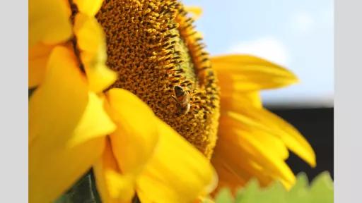 A close-up photograph of a sunflower with a bee collecting pollen. The sunflower's vibrant yellow petals and detailed seeds are in sharp focus, with the bee prominently positioned in the centre of the flower.