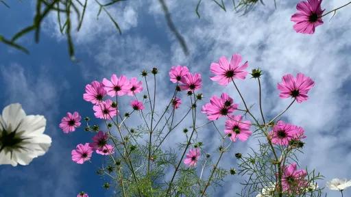 A vibrant photograph of cosmos flowers shot from below, looking up towards the sky. The flowers are in shades of pink and white, set against a backdrop of a blue sky with scattered clouds. The perspective emphasizes the height and delicate nature of the flowers.
