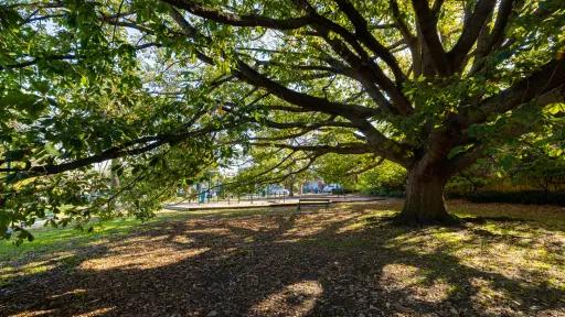 A large tree whose branches create shade on the ground. Behind the tree is a childens playground.